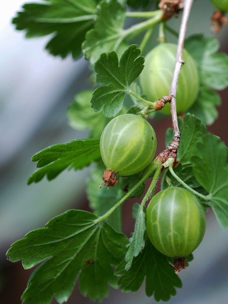 新西兰奇异果是几月的水果,新西兰奇异果大全