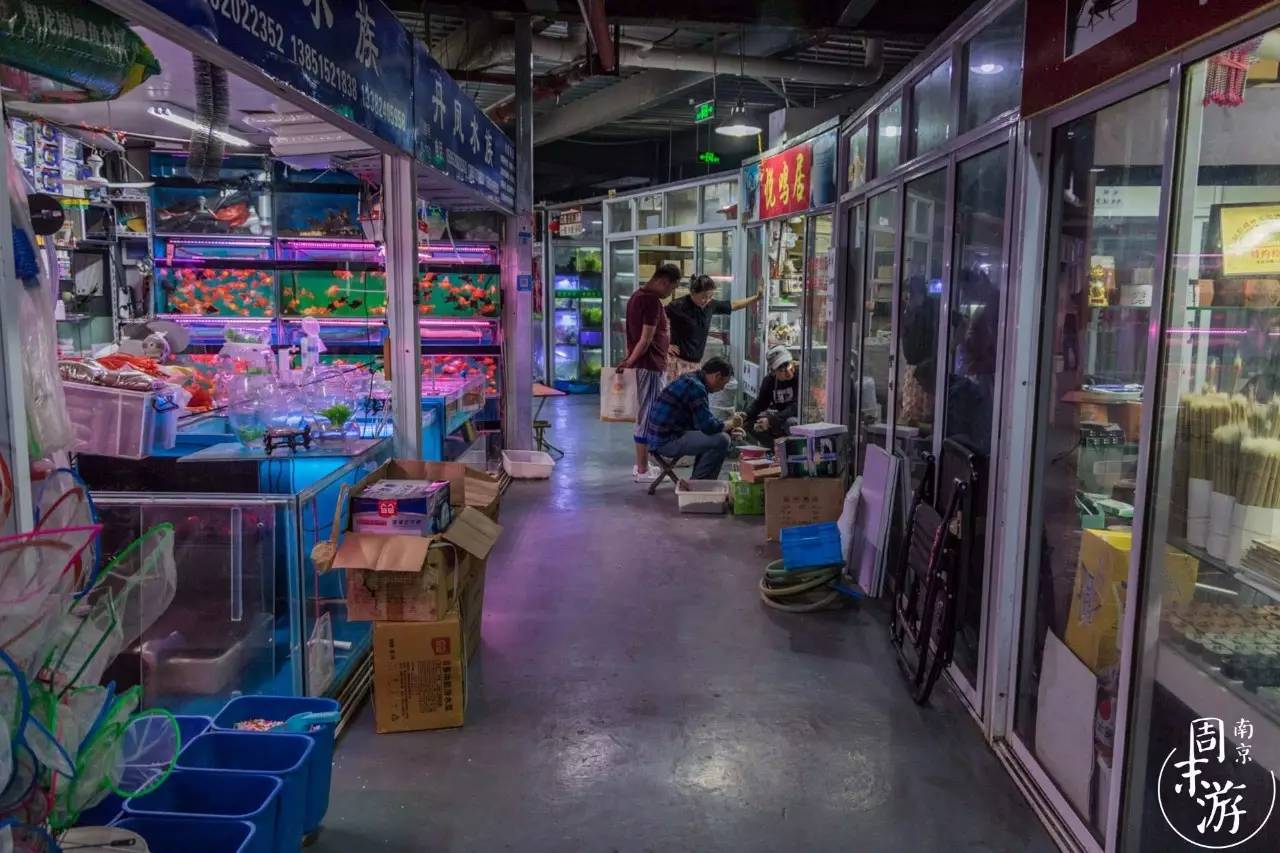 逛花鸟鱼虫市场的视频,逛各种花鸟市场