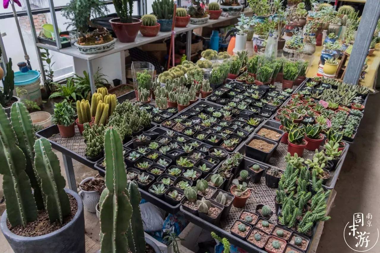 逛花鸟鱼虫市场的视频,逛各种花鸟市场