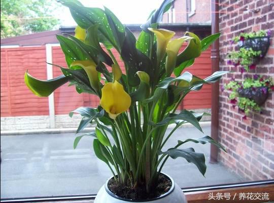 彩色马蹄莲适合在室内养吗,马蹄莲适合在室内养吗