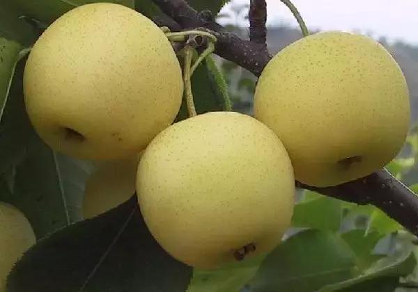 蒹葭苍苍白露为霜天冷莫忘添衣,蒹葭苍苍白露为霜何日归故乡