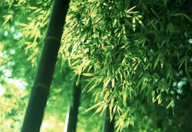 蒹葭苍苍白露为霜天冷莫忘添衣,蒹葭苍苍白露为霜何日归故乡