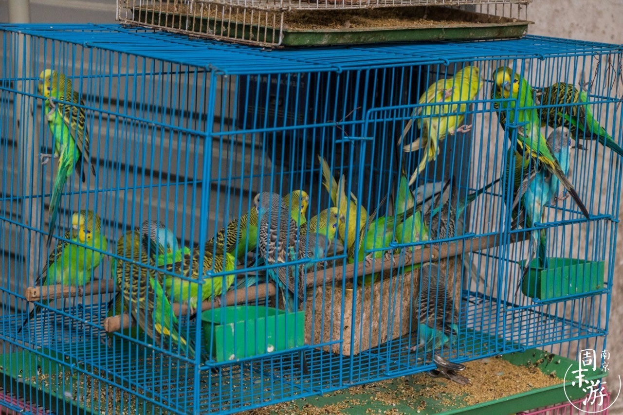 逛花鸟鱼虫市场的视频,逛各种花鸟市场