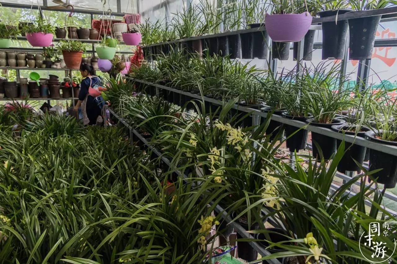 逛花鸟鱼虫市场的视频,逛各种花鸟市场