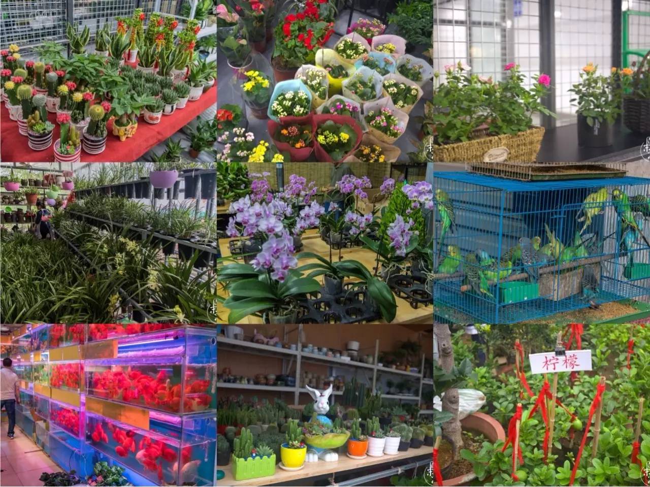 逛花鸟鱼虫市场的视频,逛各种花鸟市场