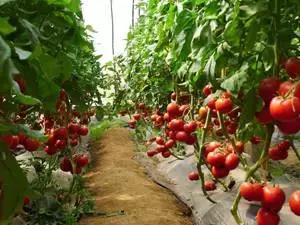 高邑未来10年规划,高邑公告