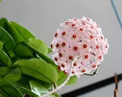 秋天花卉浇水的方法,秋天兰花养护技巧