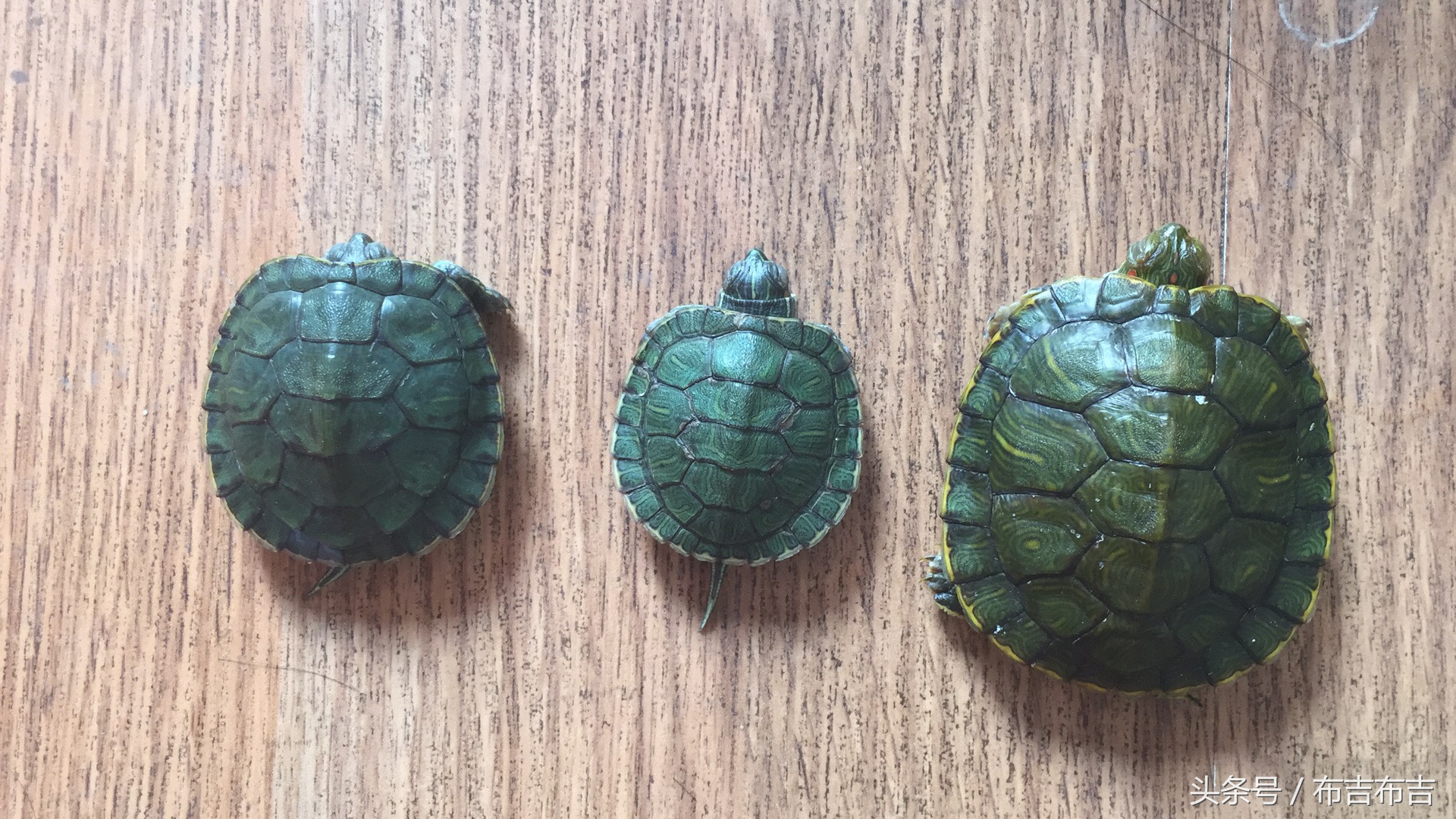 养龟的真实血泪史,养龟的悲剧视频