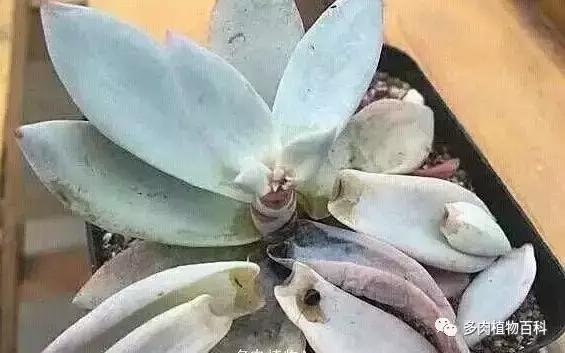 多肉植物杀虫除菌药,多肉植物怎么杀菌用什么药物杀