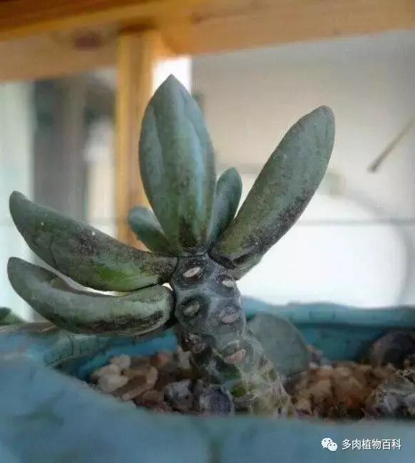 多肉植物杀虫除菌药,多肉植物怎么杀菌用什么药物杀