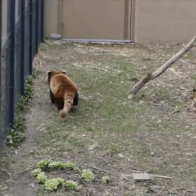 吴镇宇说自己火大动态图,吴镇宇发飙摔倒视频