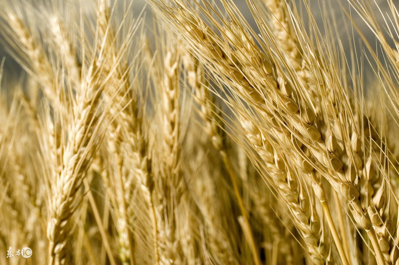 全麦粉和黑全麦粉哪个更好,全麦粉为啥有白的和黑的