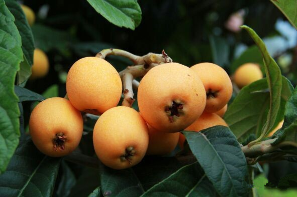 水果小百科美颜小当家，最后一期你还知道那些水果呢｜奇物推荐