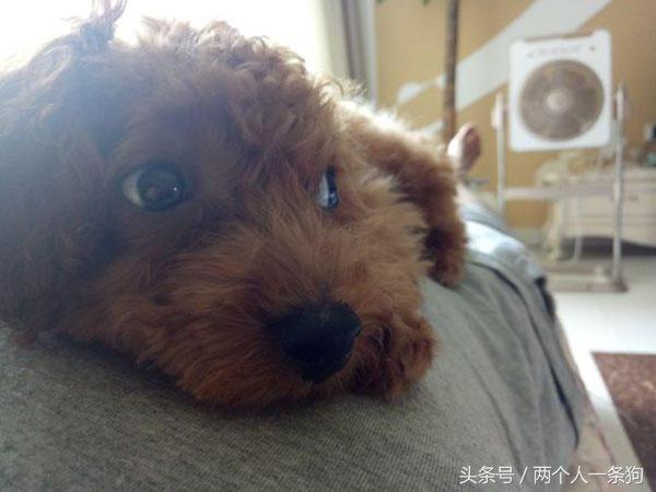 朋友捡到一只狗,捡泰迪照片