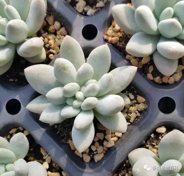 多肉植物杀虫除菌药,多肉植物怎么杀菌用什么药物杀