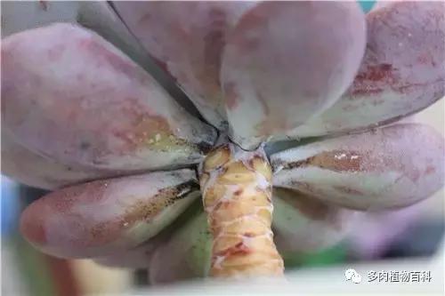 多肉植物杀虫除菌药,多肉植物怎么杀菌用什么药物杀