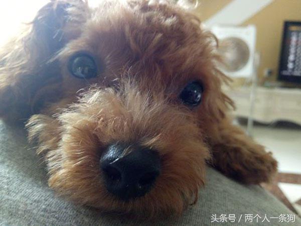 朋友捡到一只狗,捡泰迪照片