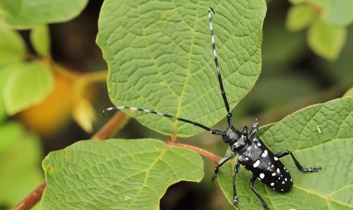 潮汕昆虫图片大全,你不知道的昆虫名称