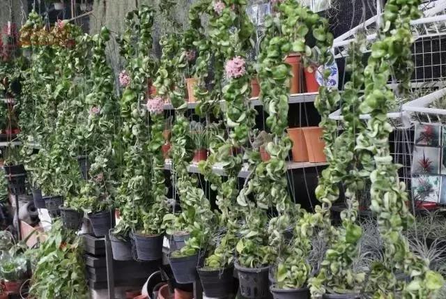 秋天花卉浇水的方法,秋天兰花养护技巧