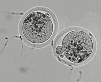 太神奇！生殖医学博士揭秘试管婴儿全过程！