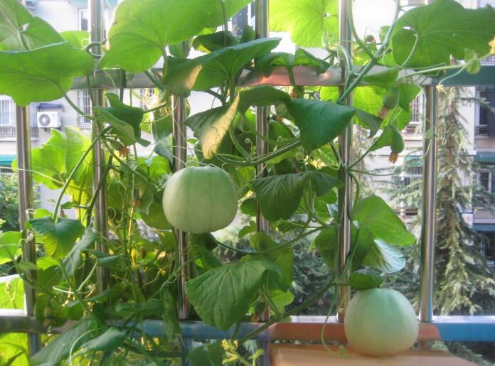 阳台无土种植效果如何,阳台无土栽培种菜十大危害