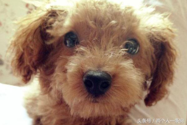 朋友捡到一只狗,捡泰迪照片