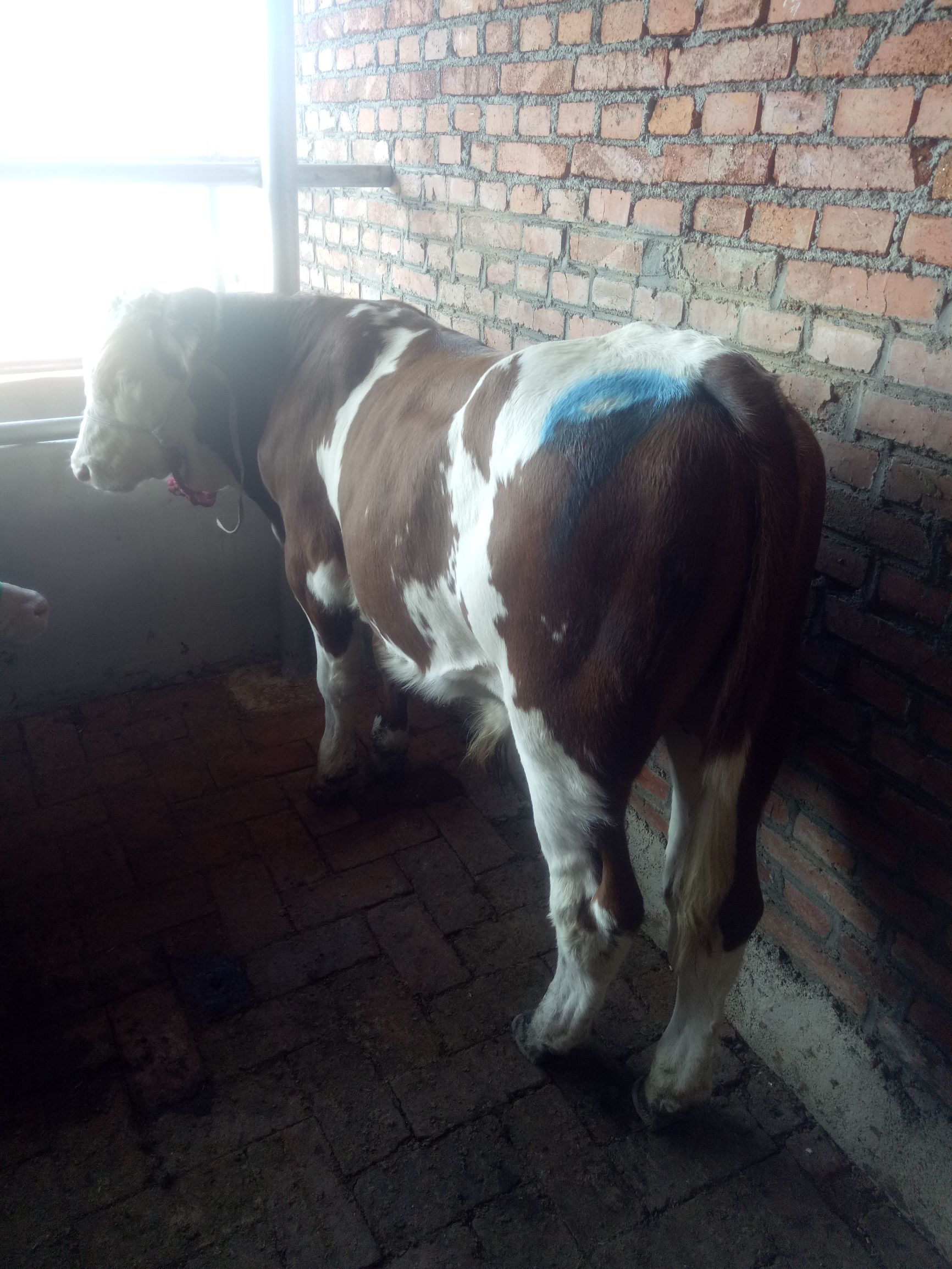 牛的常见病及养殖技术,牛的常见病中药治疗法