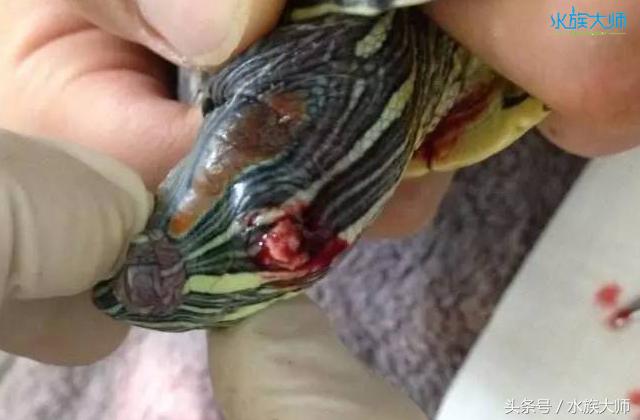 龟中耳炎手术多久消肿,沼泽龟爱得中耳炎吗