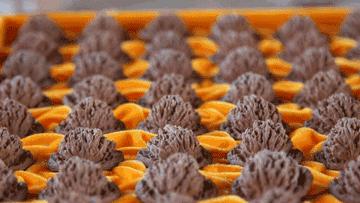 麻核桃蓟县,蓟县野生麻核桃图片