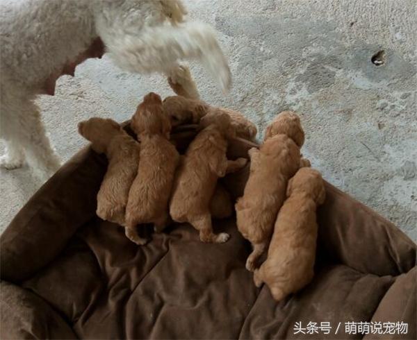 泰迪和贵宾和比熊,断尾泰迪与没有断尾为什么那么贵