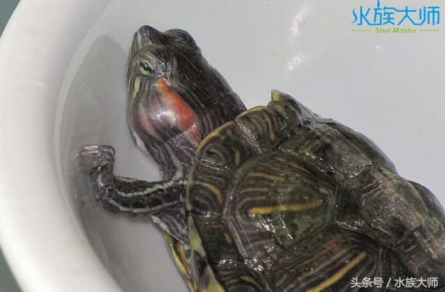 龟中耳炎手术多久消肿,沼泽龟爱得中耳炎吗