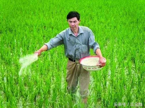 水稻全生育期每亩施肥多少斤,水稻施肥深度对产量的影响