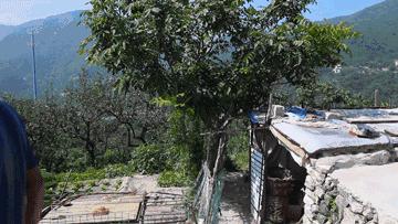 麻核桃蓟县,蓟县野生麻核桃图片