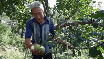 麻核桃蓟县,蓟县野生麻核桃图片