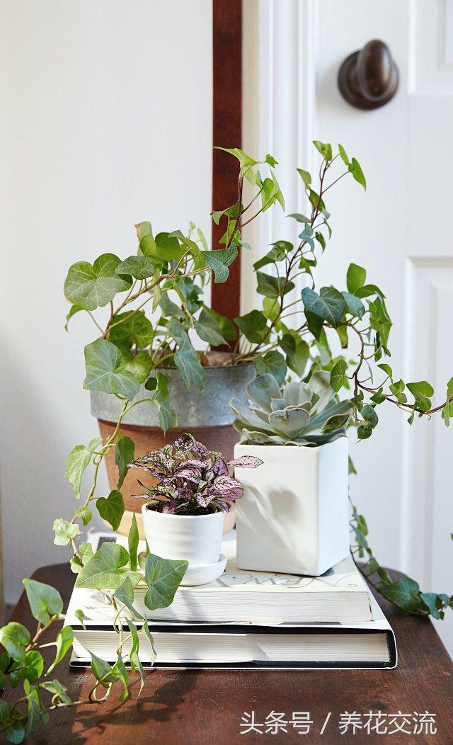 室内吸甲醛最好的绿植是什么,净化室内甲醛的绿植是什么