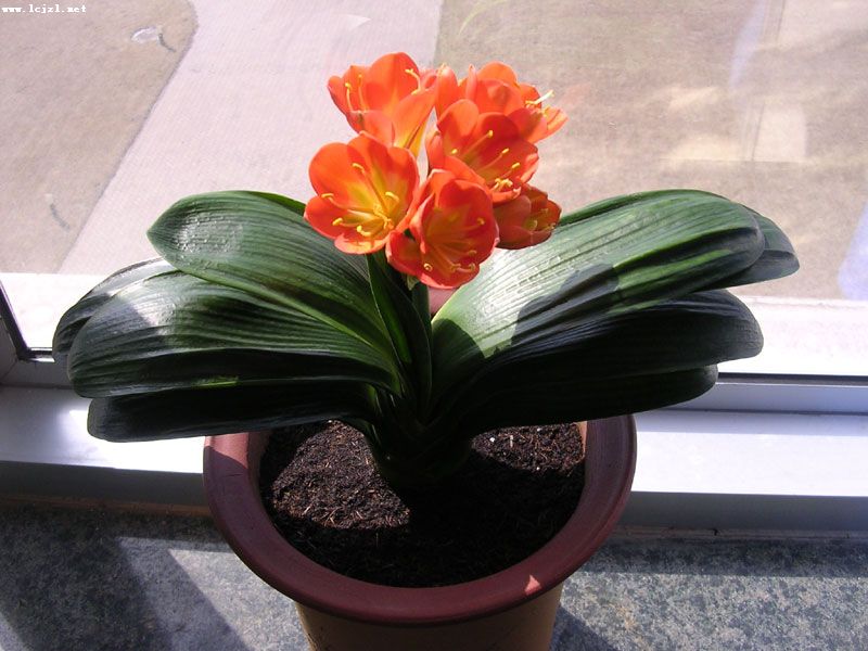 君子兰的养殖方法怎么养才茂盛,开花君子兰的养殖方法和关注事项