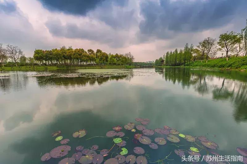 黄桥滨河家园,黄桥景观绿化