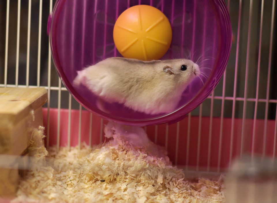 怎么让仓鼠的跑轮变静音,仓鼠跑轮声音大的解决方法