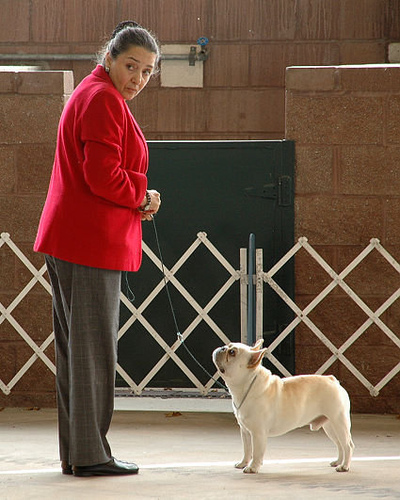 美国akc犬品种大全,法国斗牛犬详情介绍大全