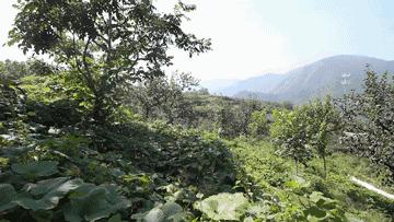 麻核桃蓟县,蓟县野生麻核桃图片