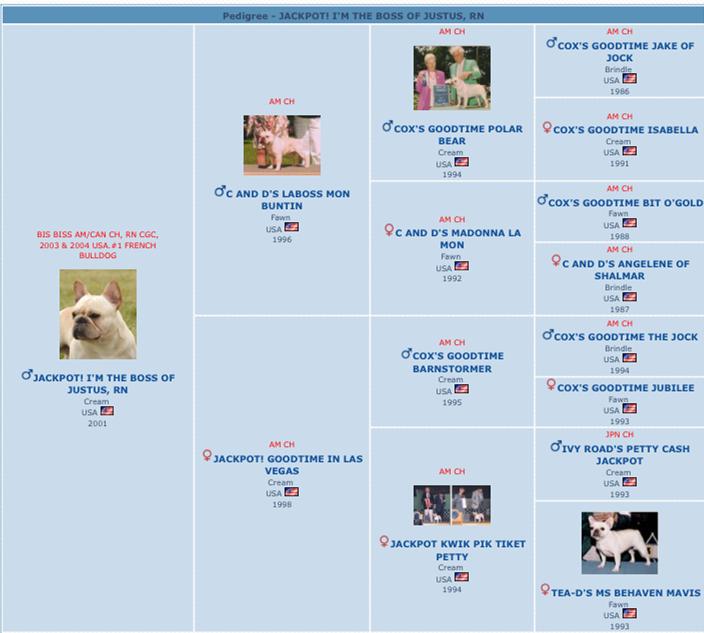 美国akc犬品种大全,法国斗牛犬详情介绍大全