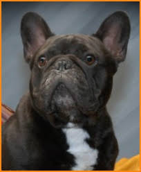 美国akc犬品种大全,法国斗牛犬详情介绍大全