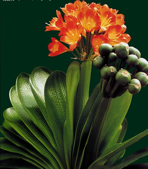 君子兰的养殖方法怎么养才茂盛,开花君子兰的养殖方法和关注事项