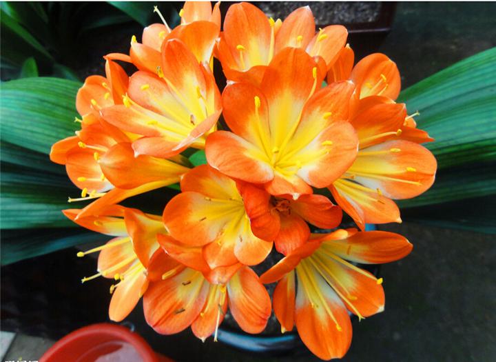 君子兰的养殖方法怎么养才茂盛,开花君子兰的养殖方法和关注事项