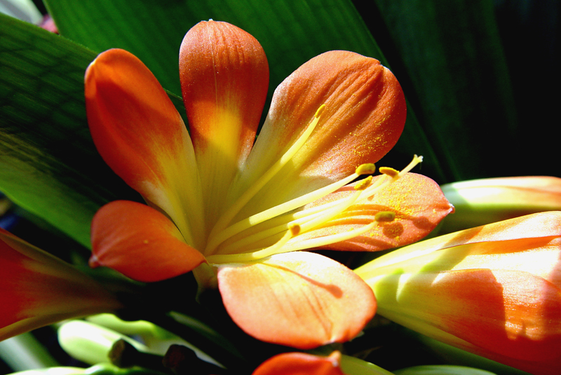 君子兰的养殖方法怎么养才茂盛,开花君子兰的养殖方法和关注事项