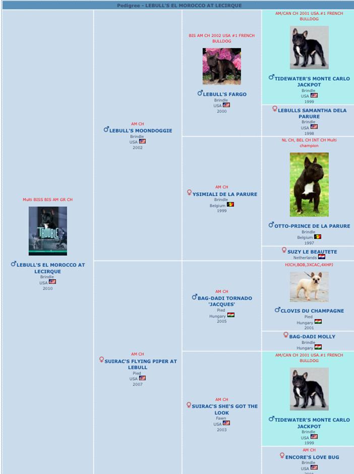 美国akc犬品种大全,法国斗牛犬详情介绍大全