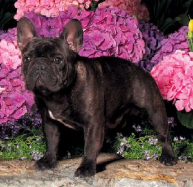 美国akc犬品种大全,法国斗牛犬详情介绍大全