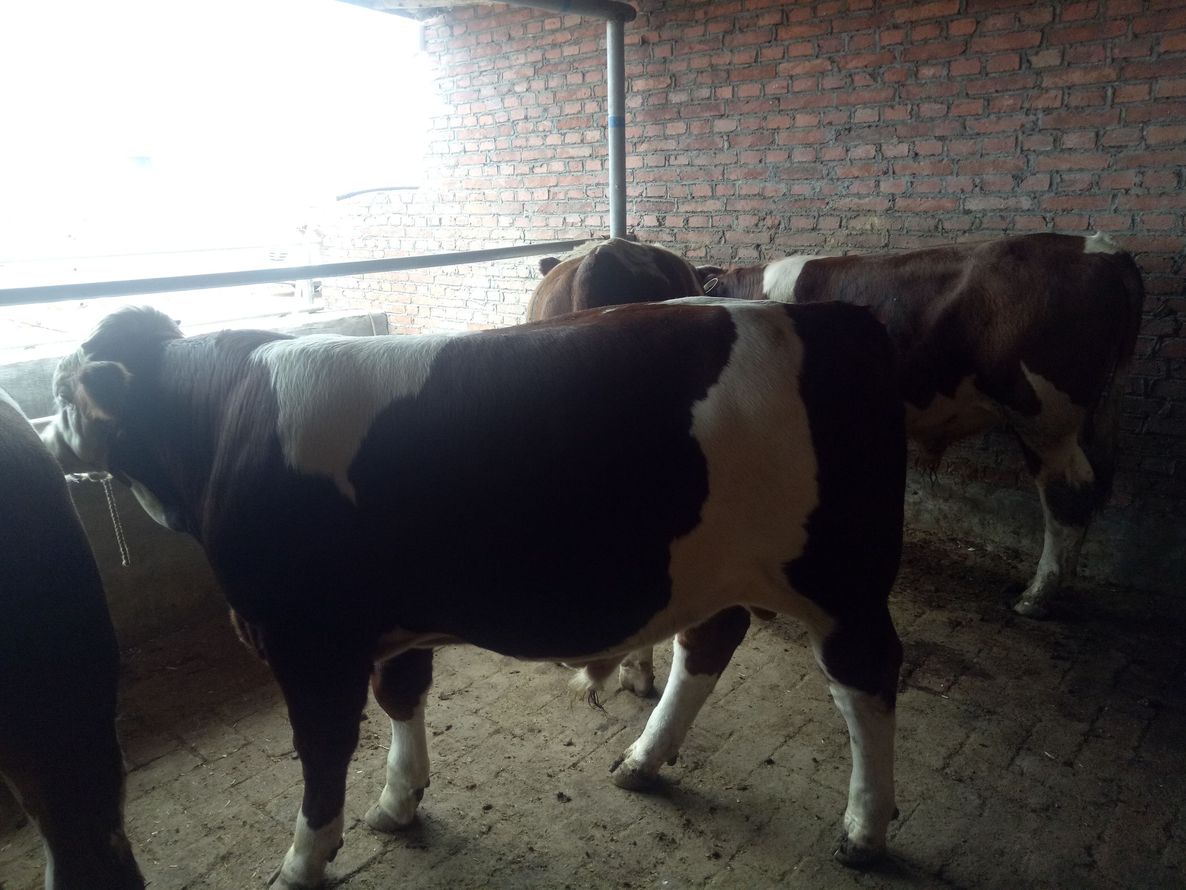 牛的常见病及养殖技术,牛的常见病中药治疗法