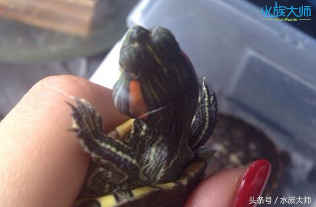 龟中耳炎手术多久消肿,沼泽龟爱得中耳炎吗