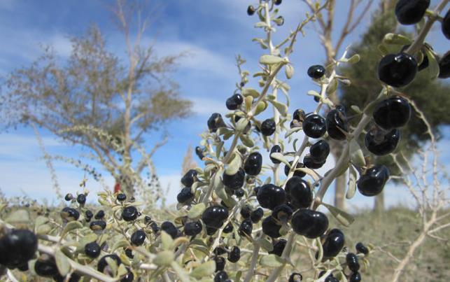 黑枸杞怎么便宜了,黑枸杞有便宜有贵的